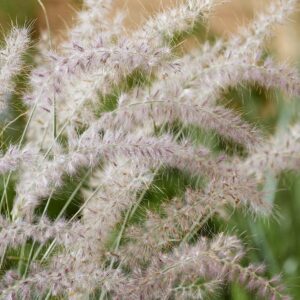 Pennisetum orientale 'JS Dance With Me'; ida-hiidhirss 'JS Dance With Me'