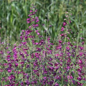Penstemon barbatus 'Twizzle Purple'; habe-peekerlill 'Twizzle Purple'