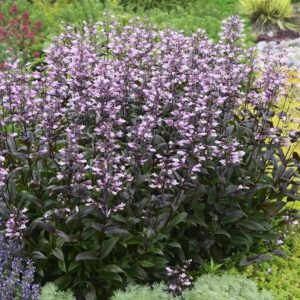 Penstemon digitalis 'Dark Towers'; Sõrmkübarjas peekerlill 'Dark Tower'