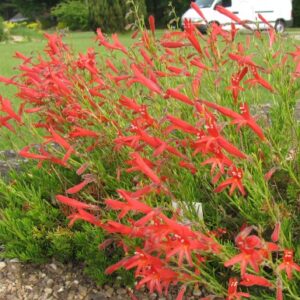 Penstemon pinifolius; männilehine peekerlill