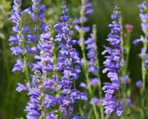 Penstemon strictus; peekerlill