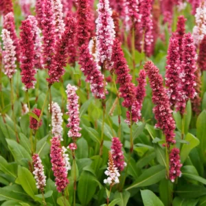 Persicaria affinis 'Darjeeling Red'; lähis-ussitatar 'Darjeeling Red'