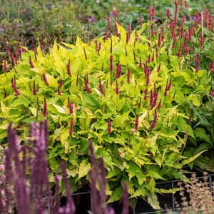 Persicaria amplexicaulis 'Golden Arrow'; kaelus-ussitatar 'Golden Arrow'