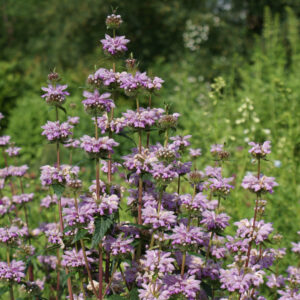 Phlomis tuberosa; mugul tuliürt