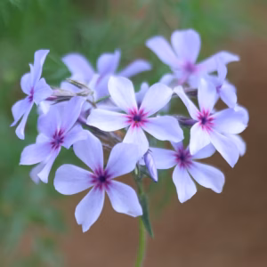 Phlox divaricata 'Chattahoochee'; kevad-leeklill 'Chattahoochee'