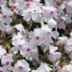 Phlox subulata 'Amazing Grace'; nõeljalehine leeklill 'Amazing Grace'