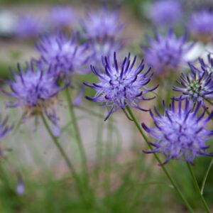 Phyteuma scheuchzeri; Scheuchzeri rapuntsel