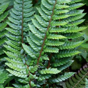 Polystichum neolobatum; astelsõnajalg