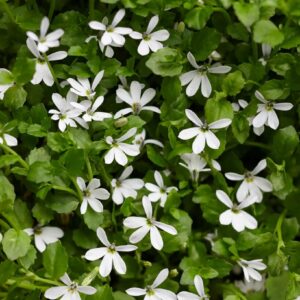 Pratia angulata 'Treadwellii'; murulobeelia 'Treadwellii'