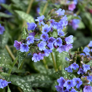 Pulmonaria 'Trevi Fountain'; kopsurohi 'Trevi Fountain'